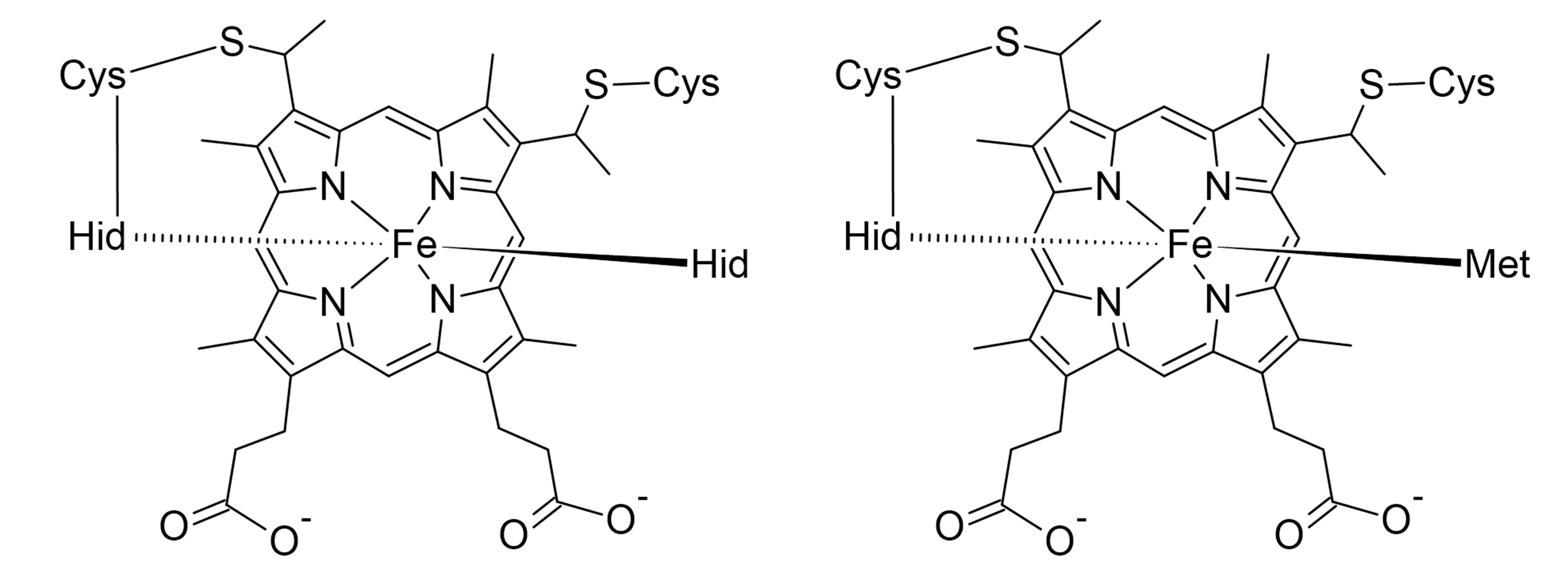 Heme Coordination