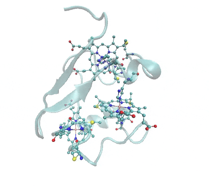 simulation protein